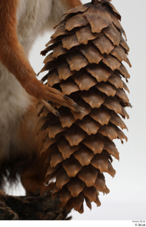 Squirrel  2 hand pine cone 0002.jpg